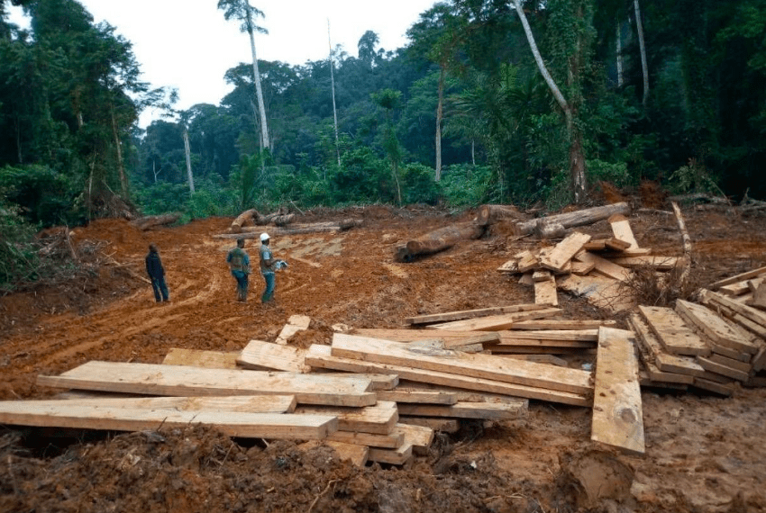 Les villageois utilisent des appareils photo numériques, des smartphones et des pisteurs pour dénoncer l'exploitation illégale dans les forêts denses de Ngwei. FERN / Madeleine Ngeunga