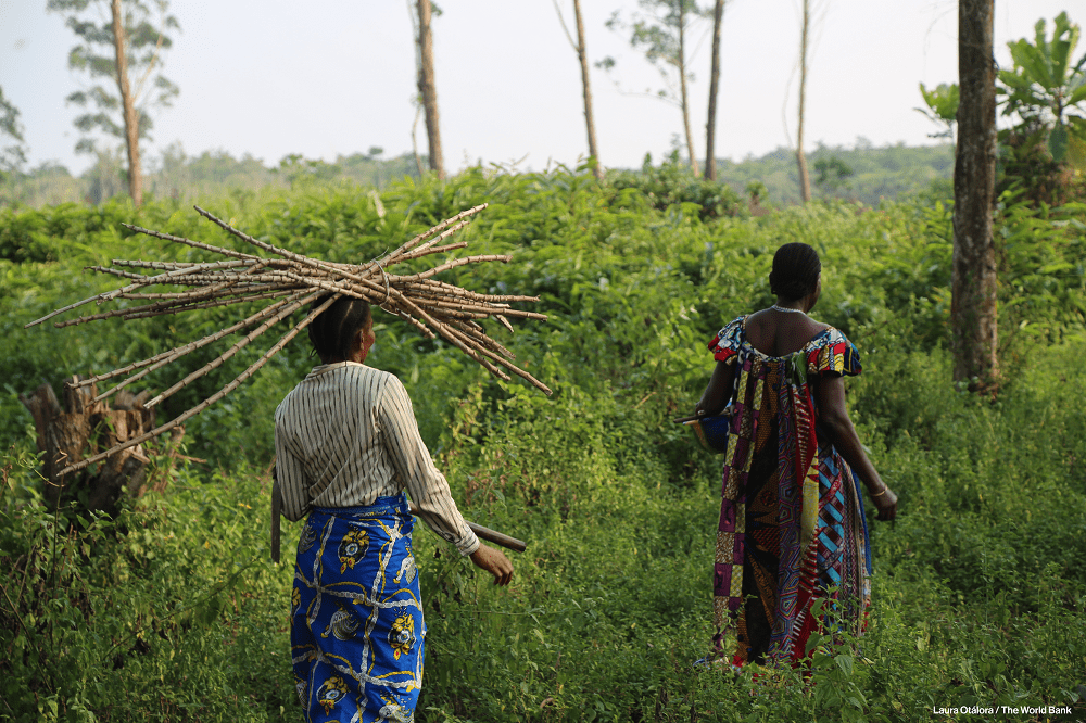 Le Mai-Ndombe abrite 10 millions d'hectares de forêt et près de 1,8 millions de personnes