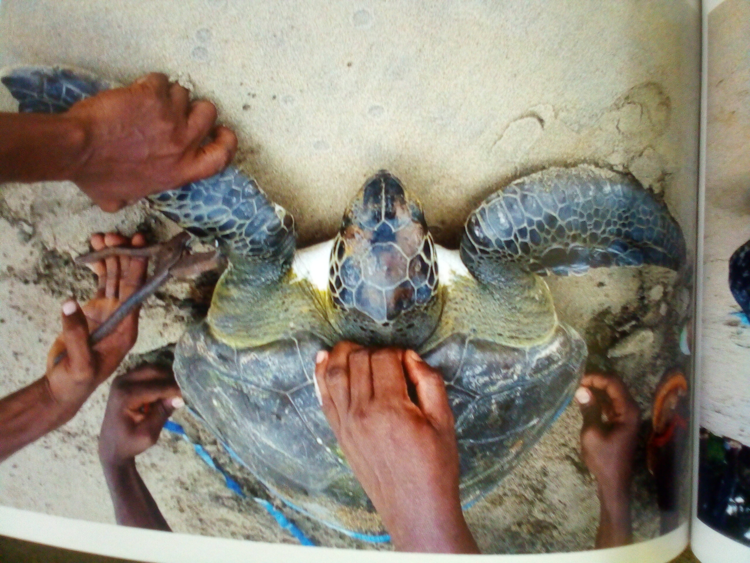A Ebodje, insertion des bagues sur les tortues marines 