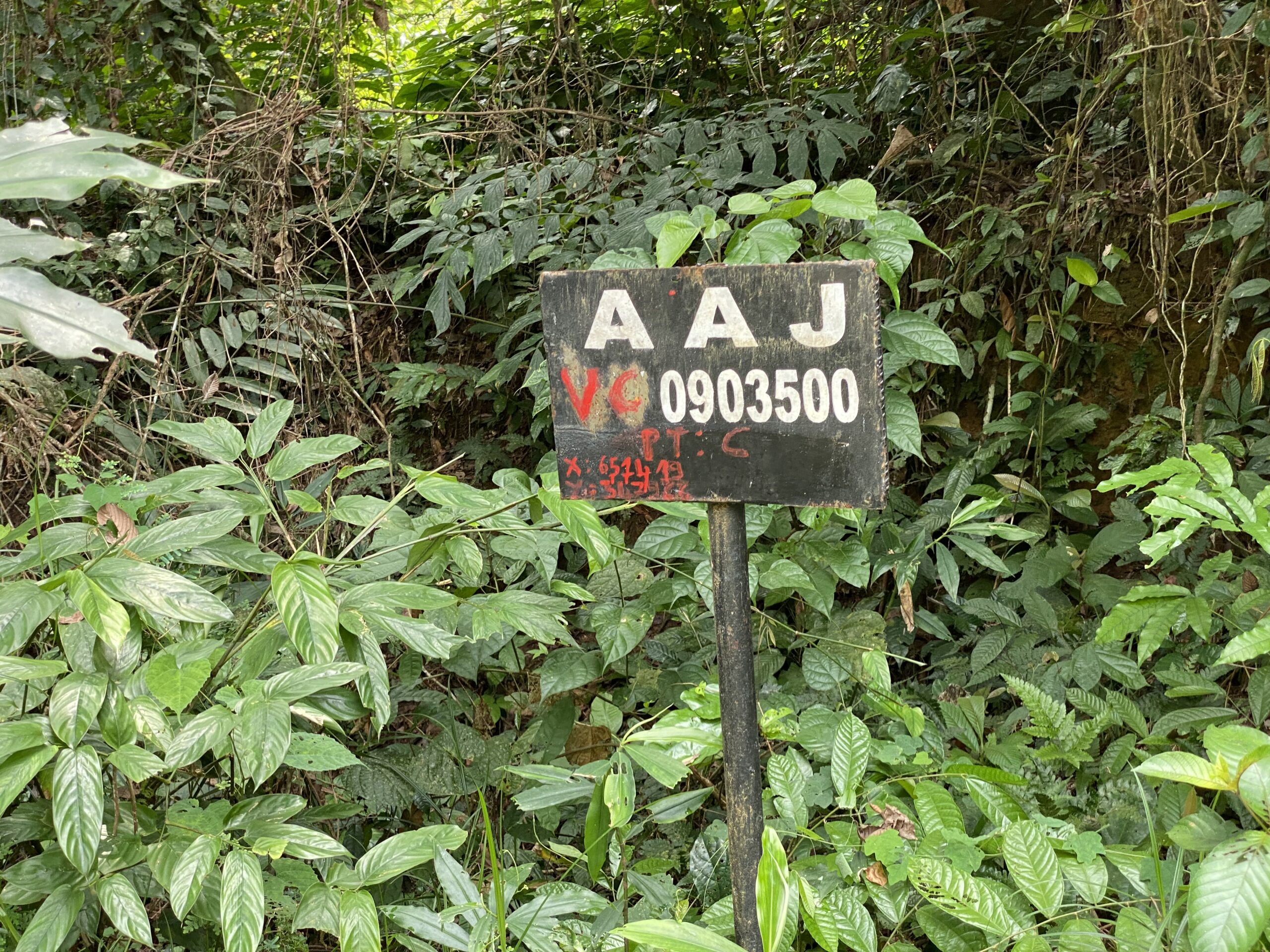 AAJ vente de coupe, in Cameroon forest. By infoCongo